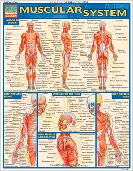 دانلود سیستم عضلانی کوئیک اِستادی Muscular System, Quickstudy: Academic