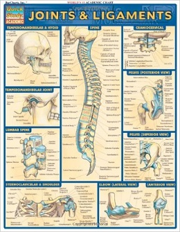 دانلود مفاصل و رباط های کوئیک اِستادی Joints & Ligaments, Quickstudy: Academic